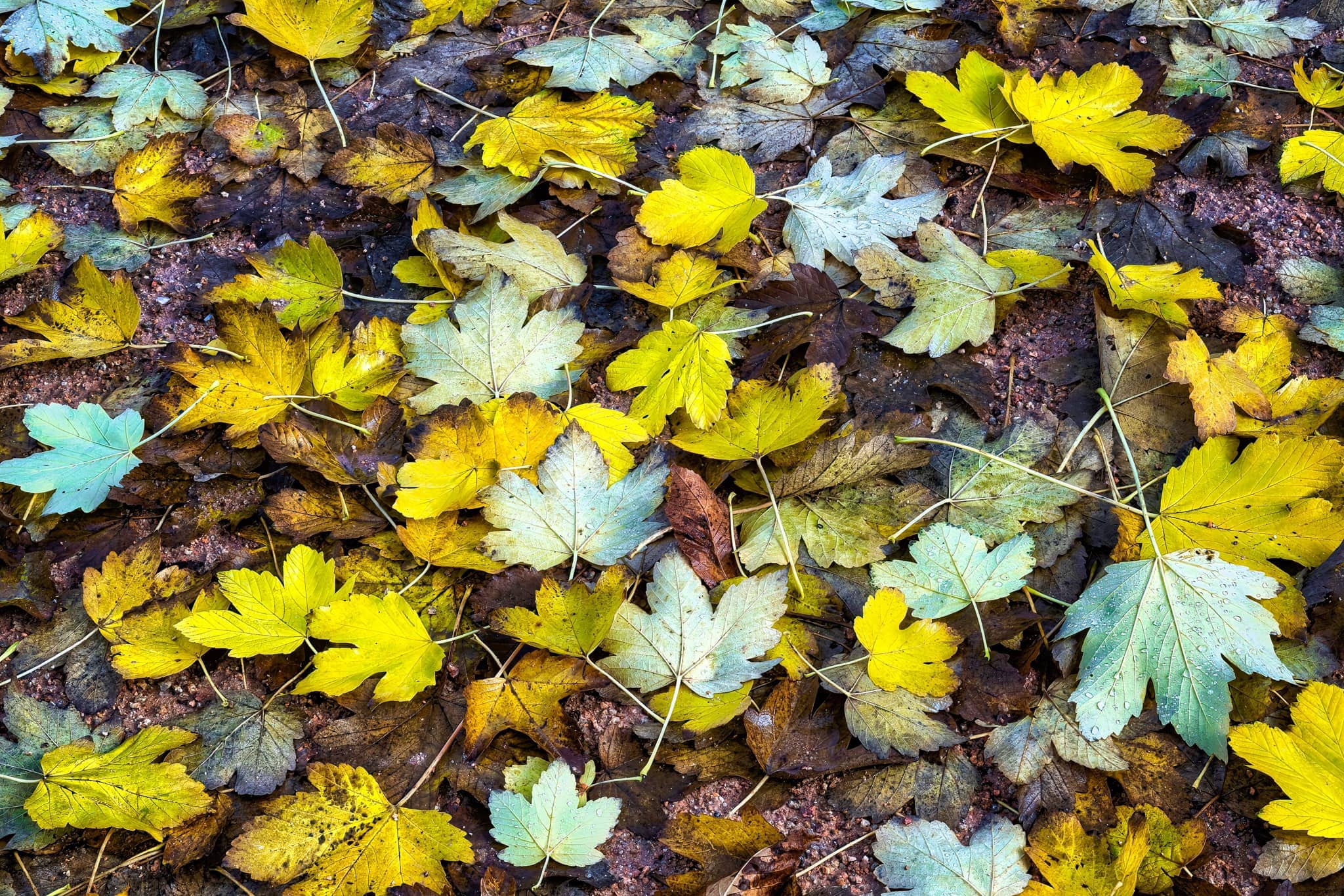 Flat lay dry leaves